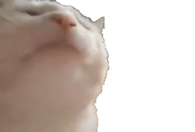 CatJam Vibing